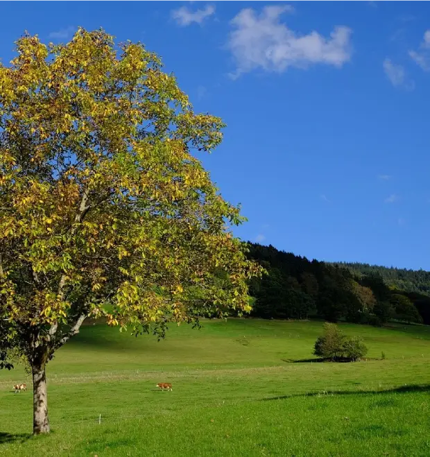Mercerie avec des produits locaux
